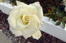 Белая роза и Вуд изгородь