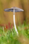 Cogumelo selvagem na grama