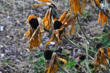 Withered Sunflowers