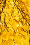 Yellow Beech Leaves