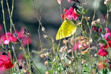 Žlutý Motýl na Růžové květy