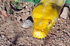 Serpente amarela