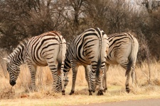 Zebras from behind