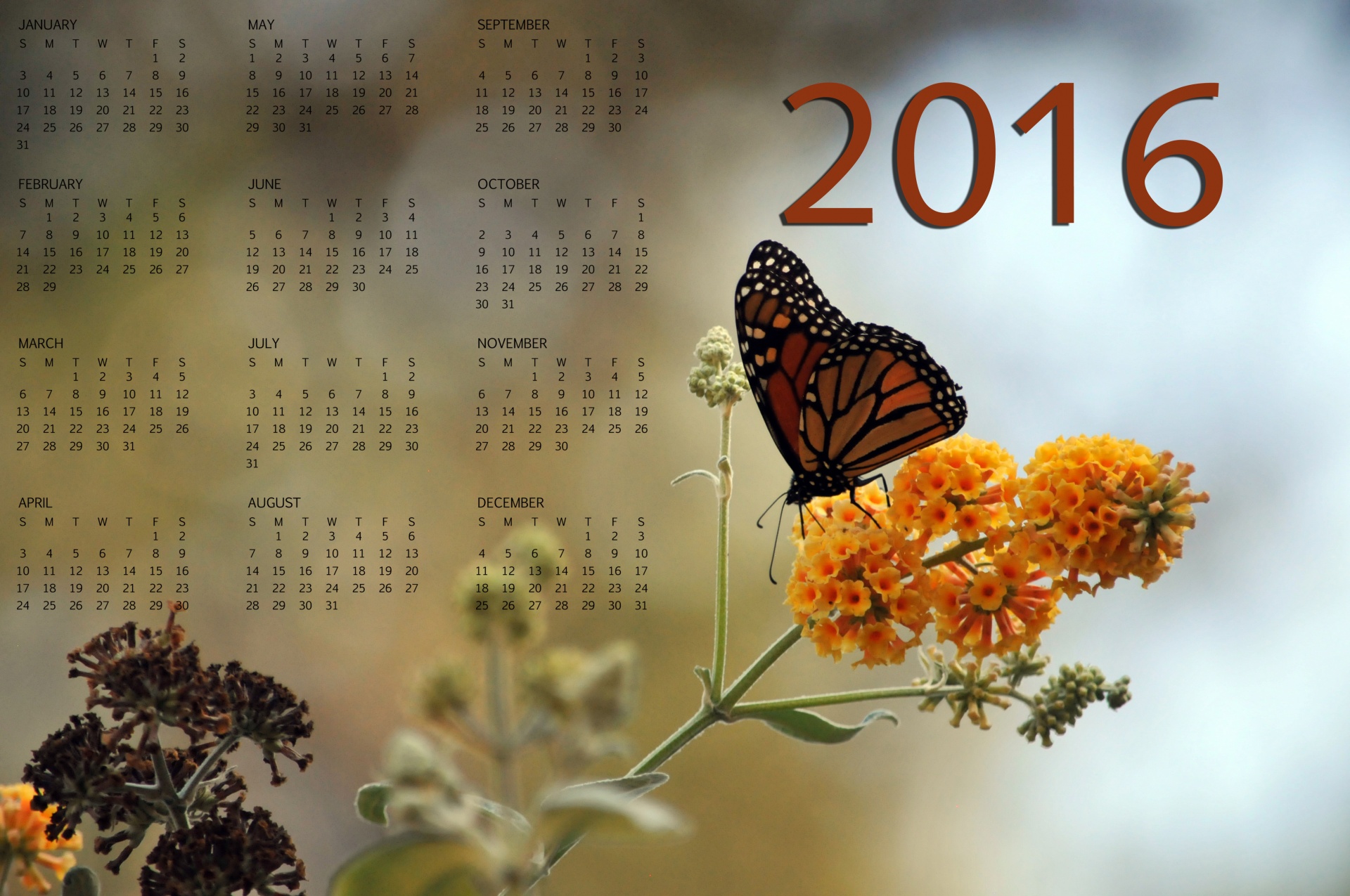 2016-monarch-butterfly-calendar-2-free-stock-photo-public-domain