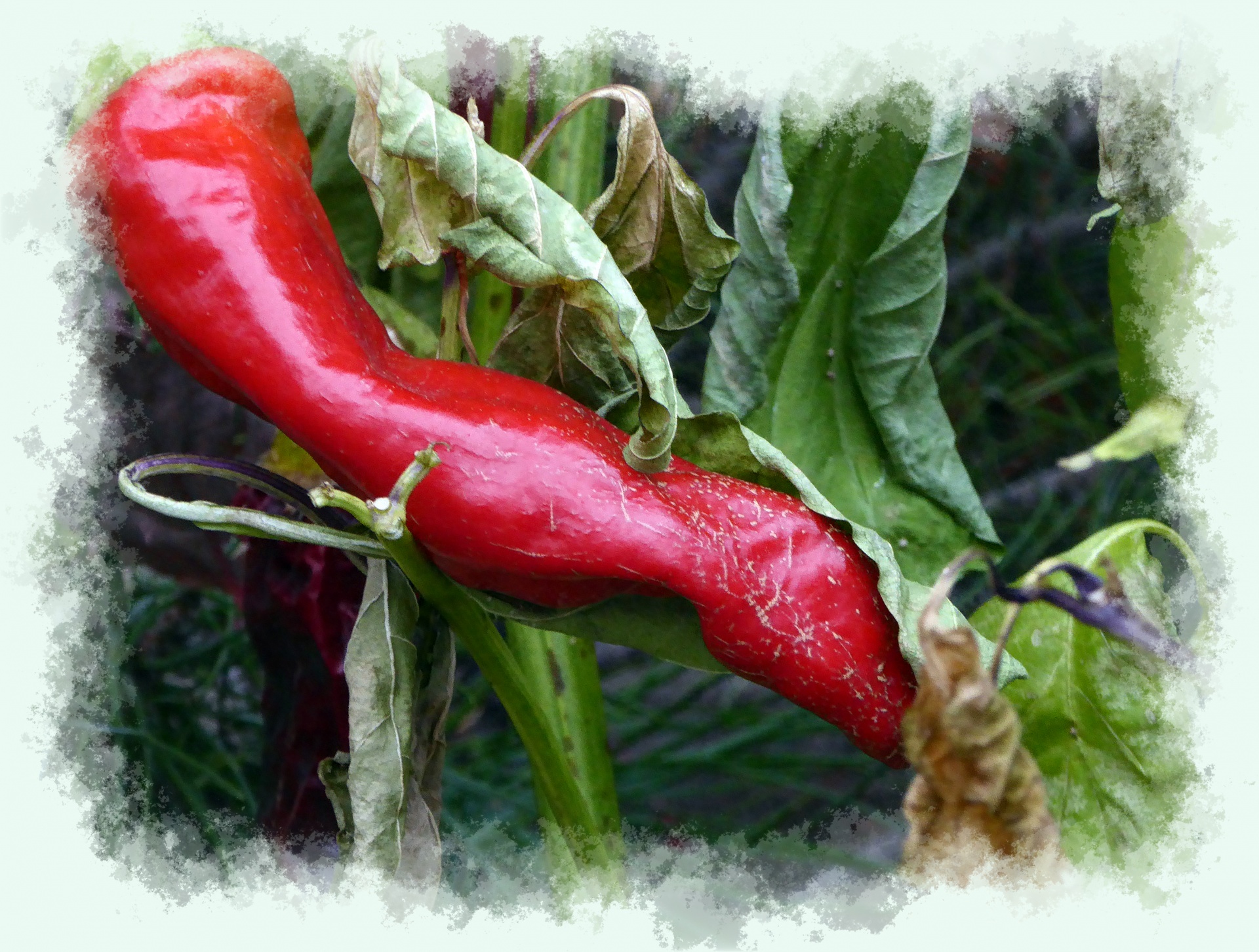 Big Red Chili Pepper On Plant Free Stock Photo - Public Domain Pictures