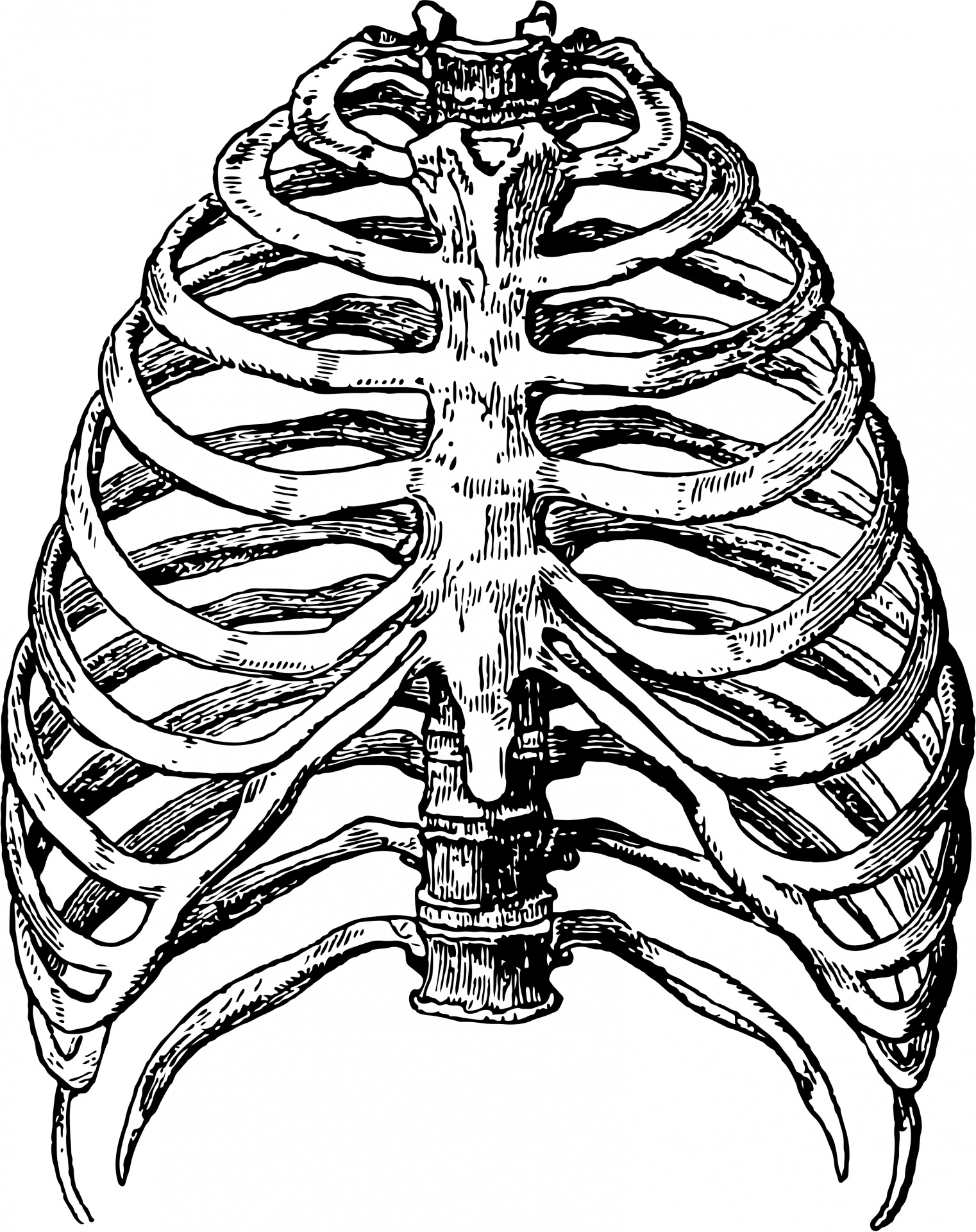 Cutia toracica (coastele) | Anatomie si fiziologie
