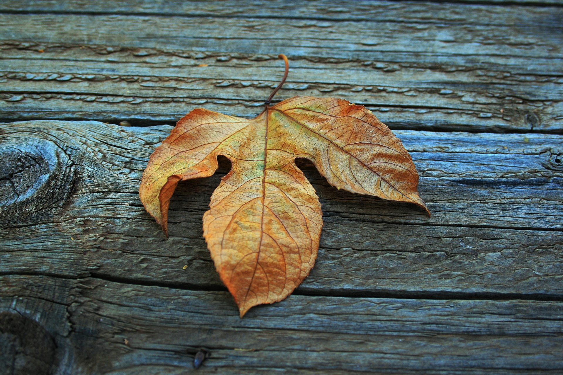 Dry Leaf On Wood