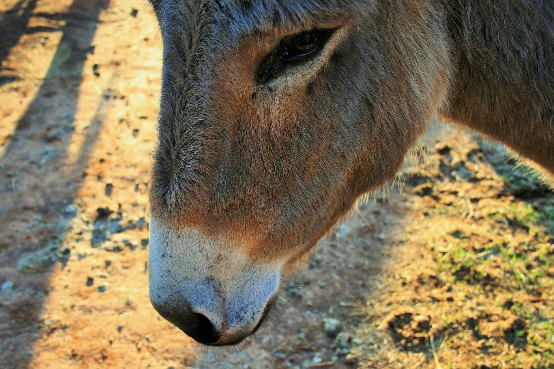 Face Of A Donkey Free Stock Photo Public Domain Pictures