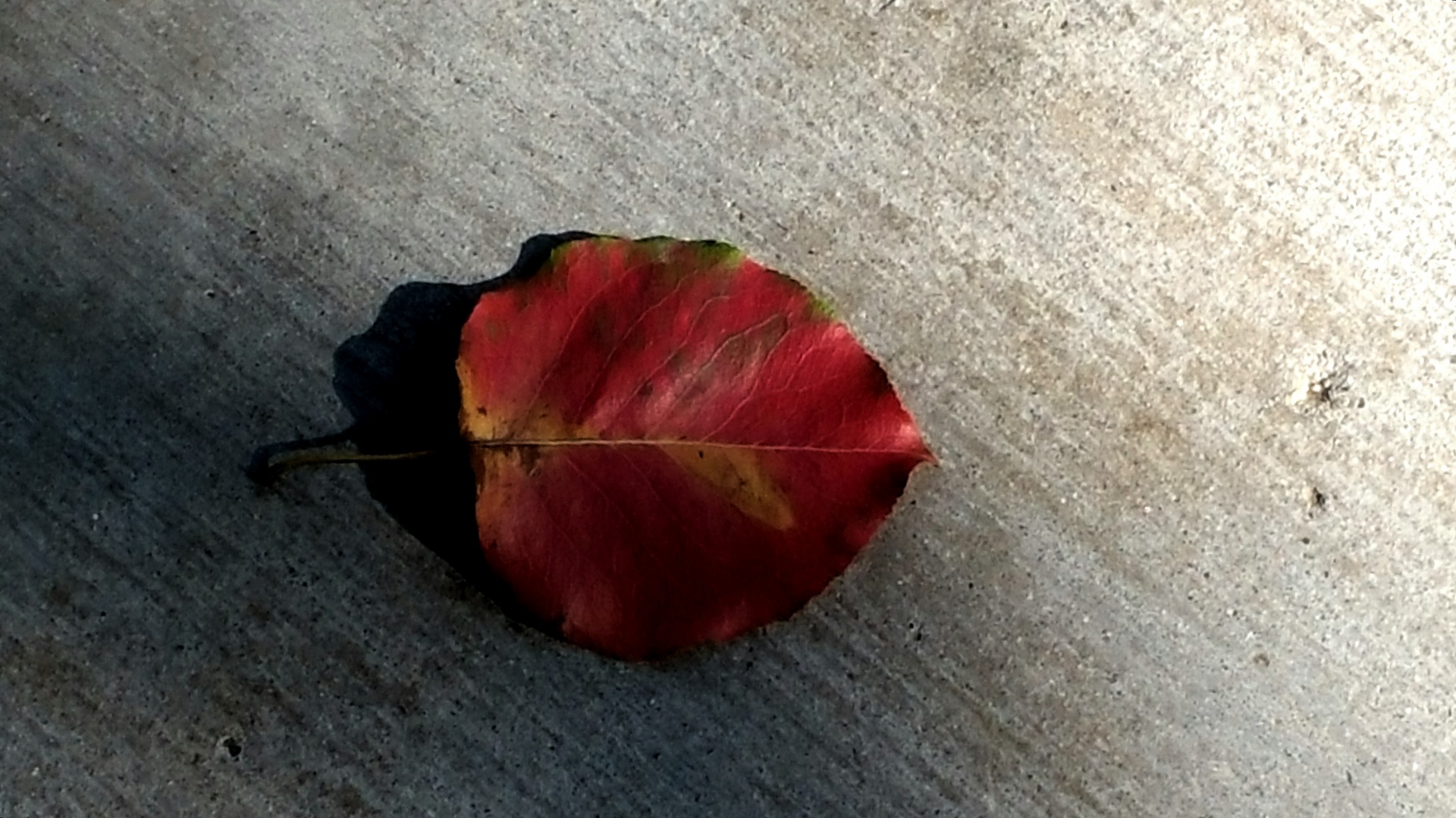Fall Leaf On Cement Free Stock Photo - Public Domain Pictures