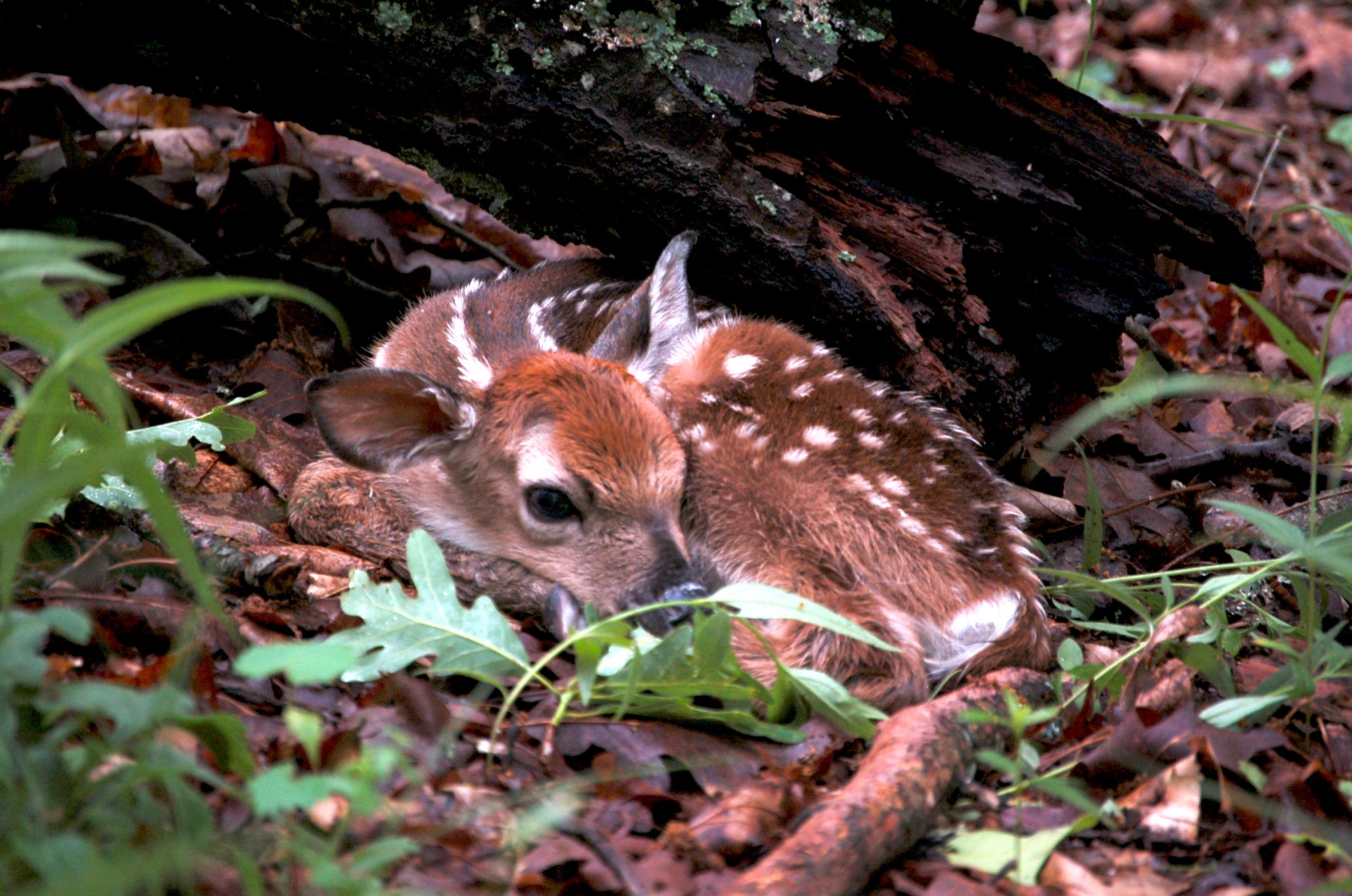 Fawn Over The Fawn!