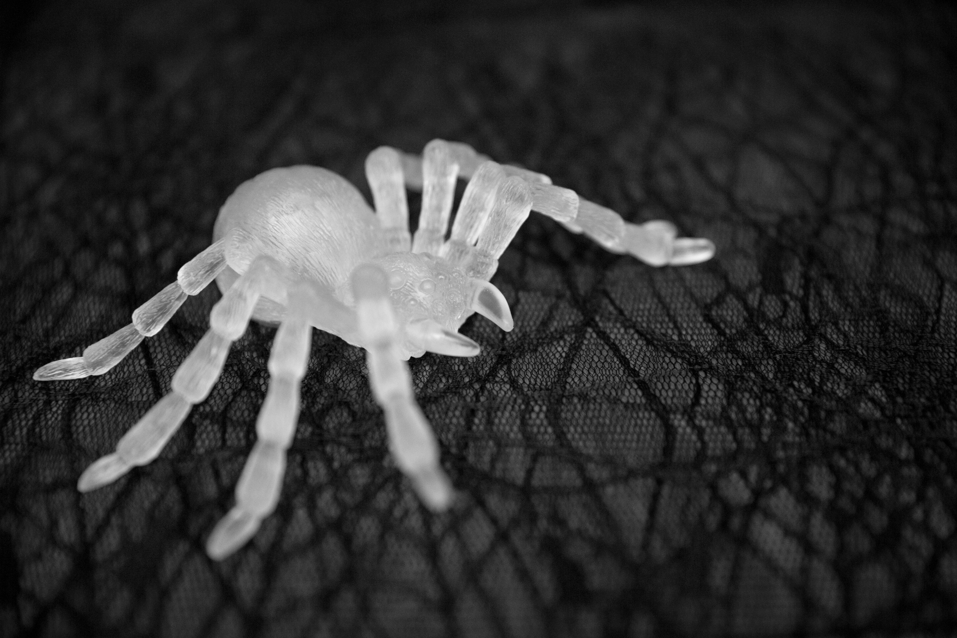 Halloween Spider Free Stock Photo - Public Domain Pictures
