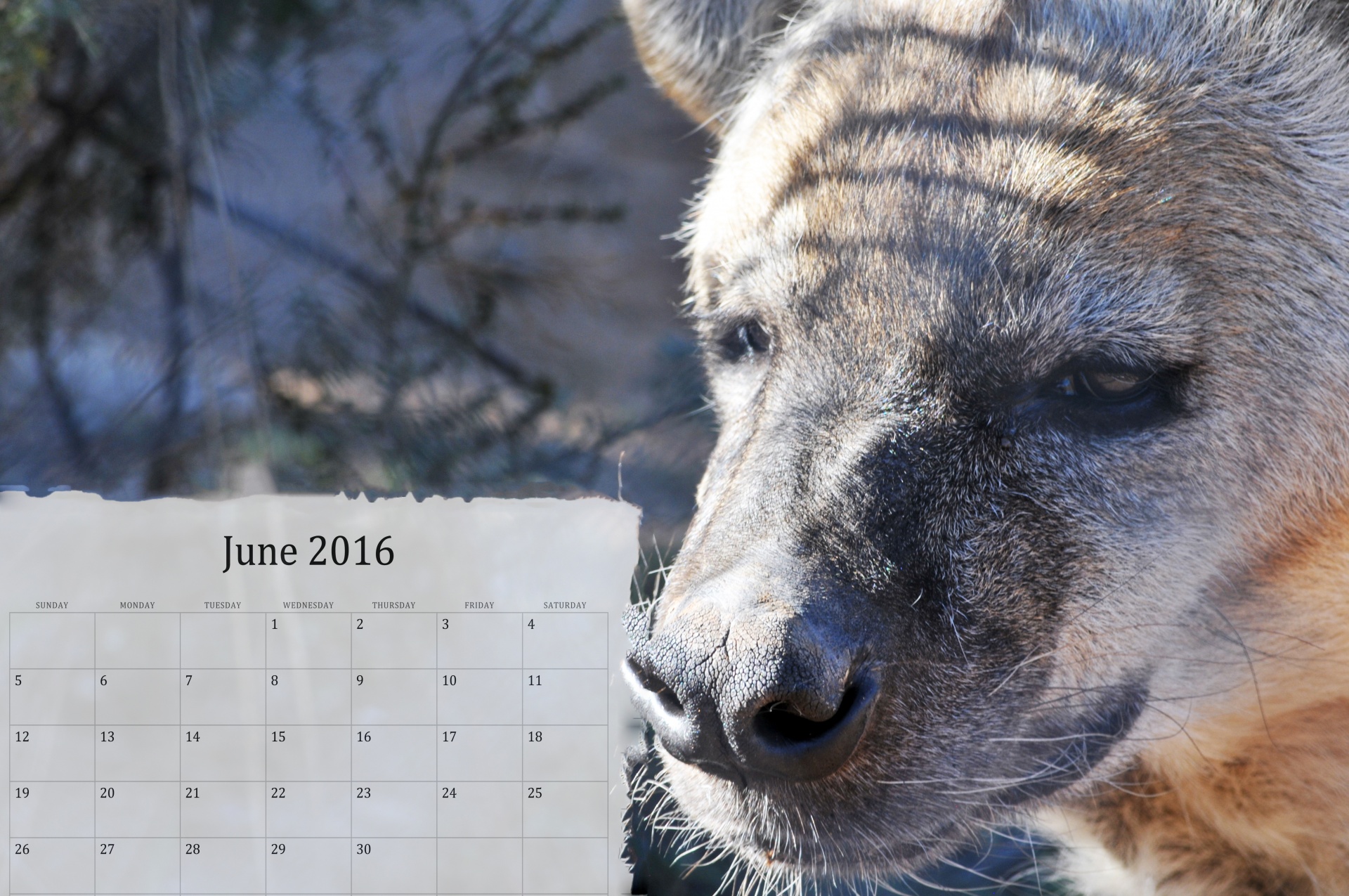 june-2016-calendar-with-hyena-free-stock-photo-public-domain-pictures
