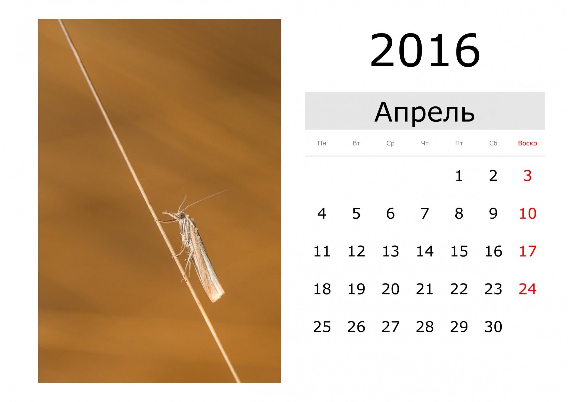 カレンダー 16年4月 ロシア 無料画像 Public Domain Pictures