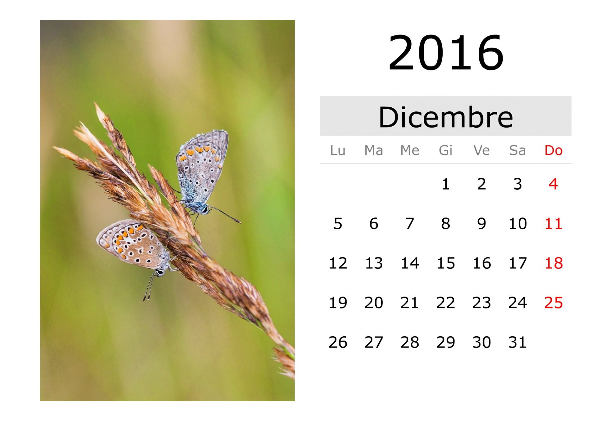 calendar-december-2016-italian-free-stock-photo-public-domain