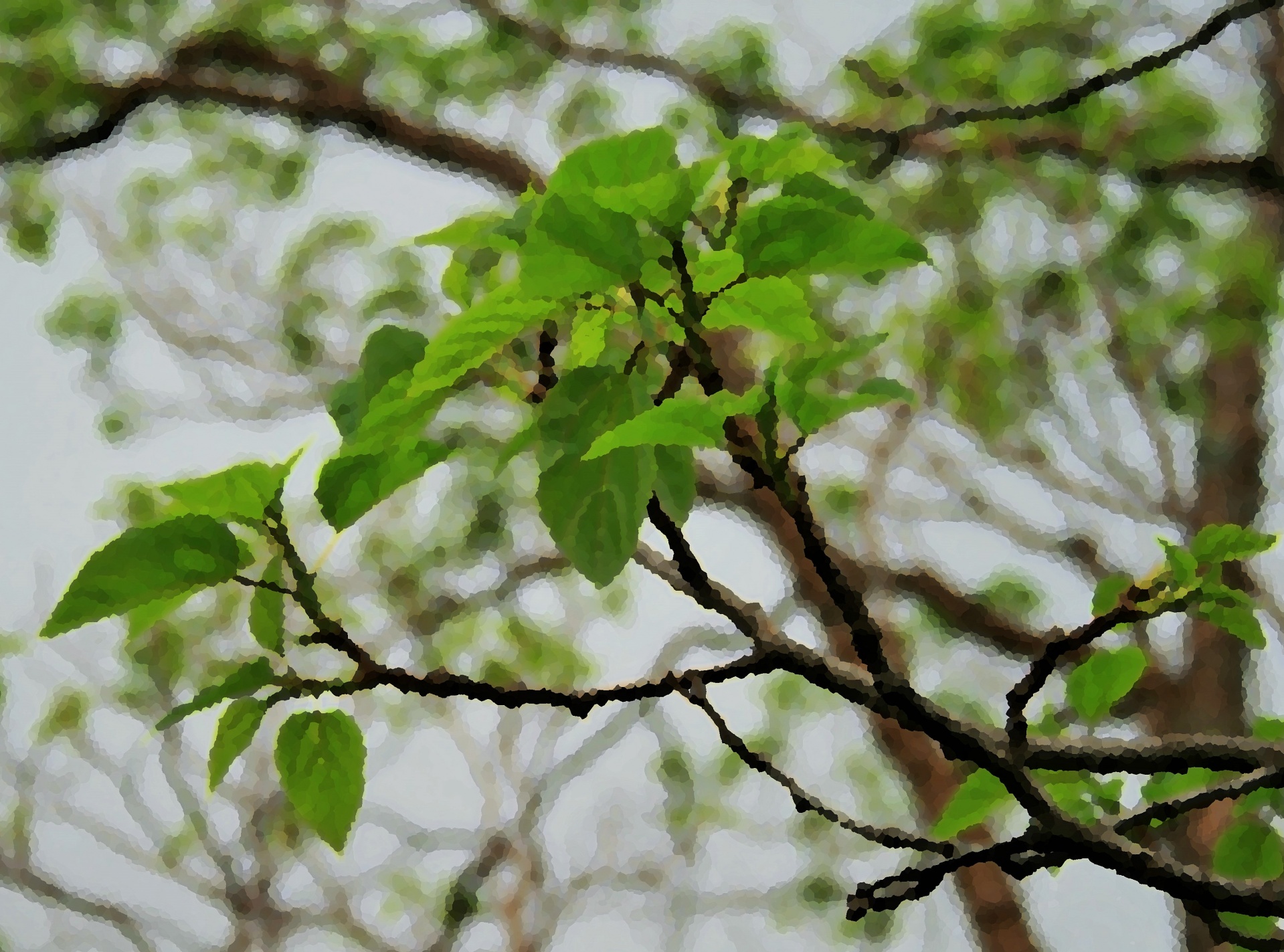 Leaves & Branches Free Stock Photo - Public Domain Pictures