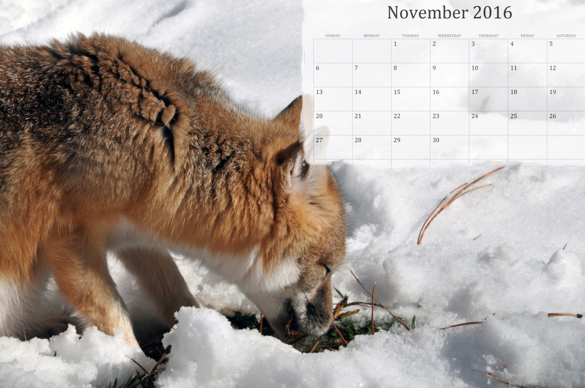 november-2016-calendar-on-fox-free-stock-photo-public-domain-pictures