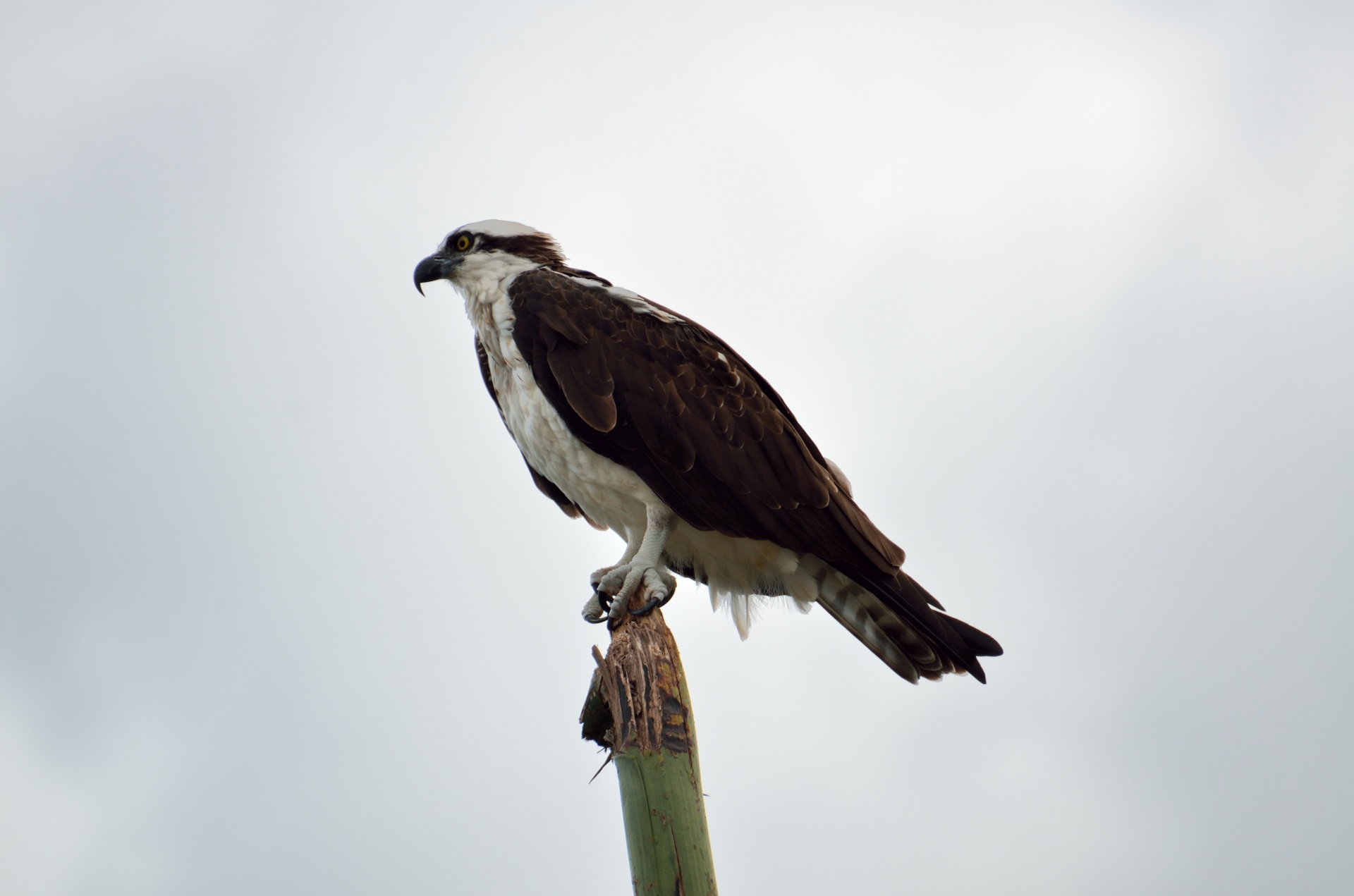 Osprey facts and information | Trees for Life