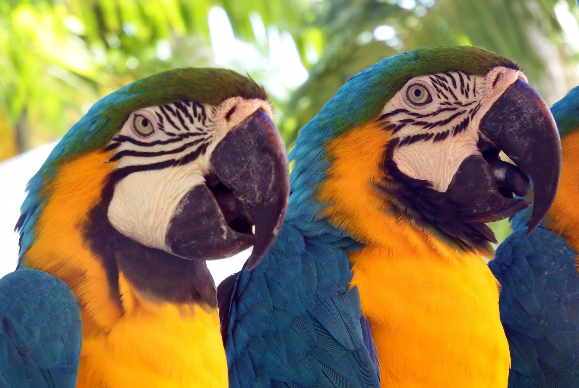 parrots-or-macaws-free-stock-photo-public-domain-pictures