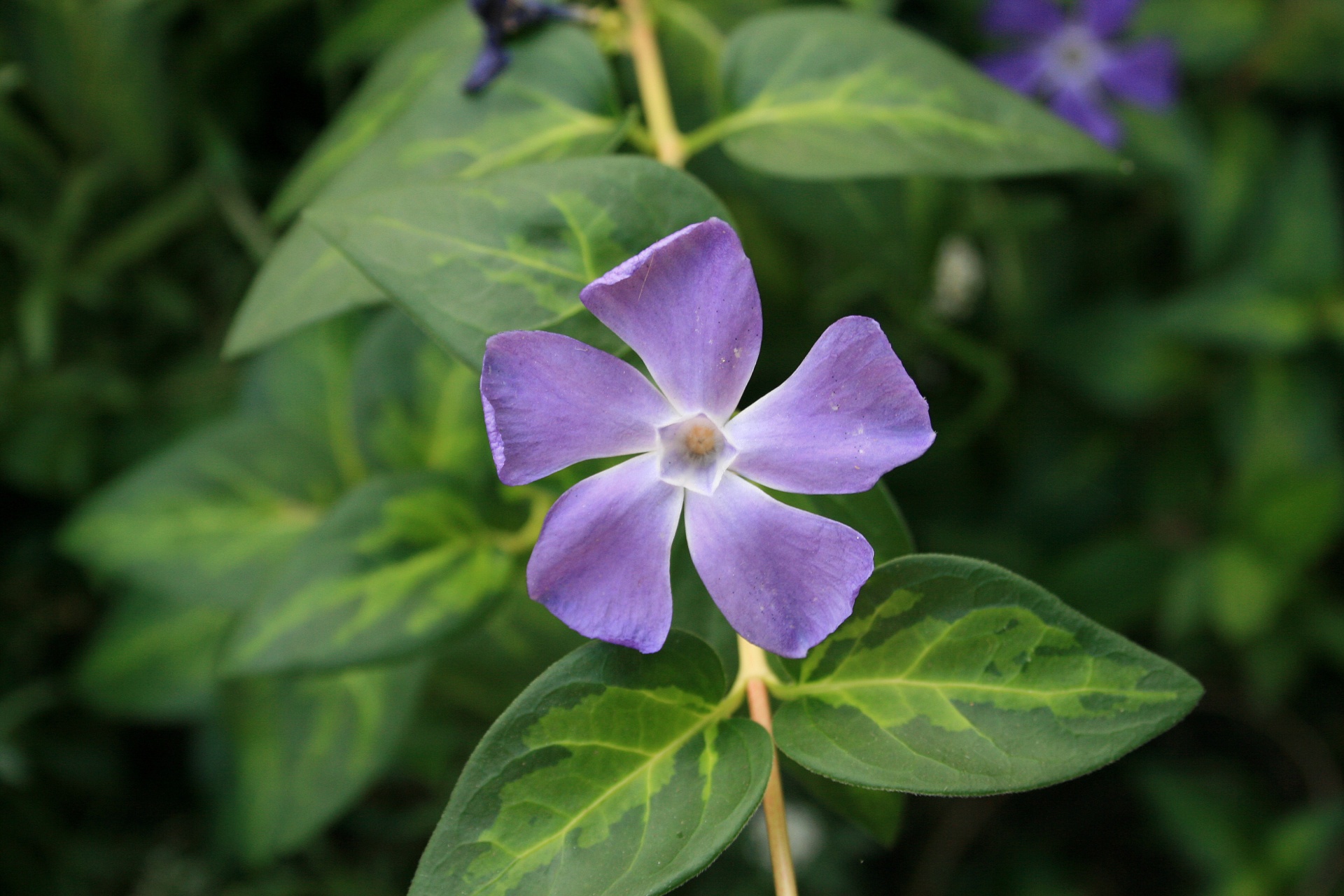 Periwinkle Flower With Foliage Free Stock Photo Public Domain Pictures