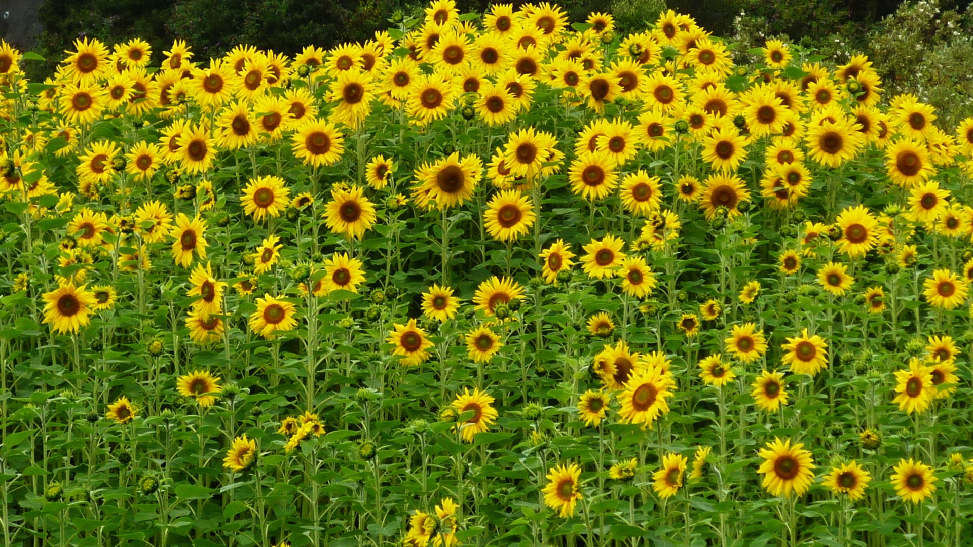 Sunflowers Free Stock Photo Public Domain Pictures