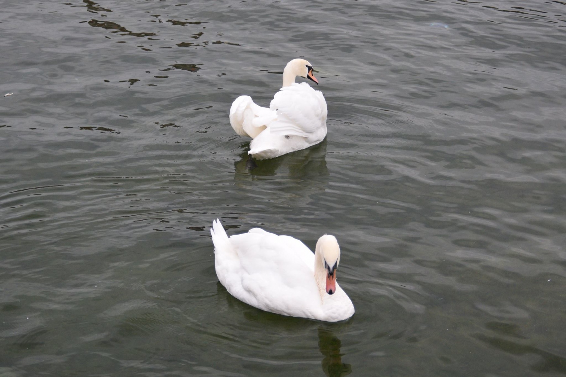 Cisnes que nadan en el agua