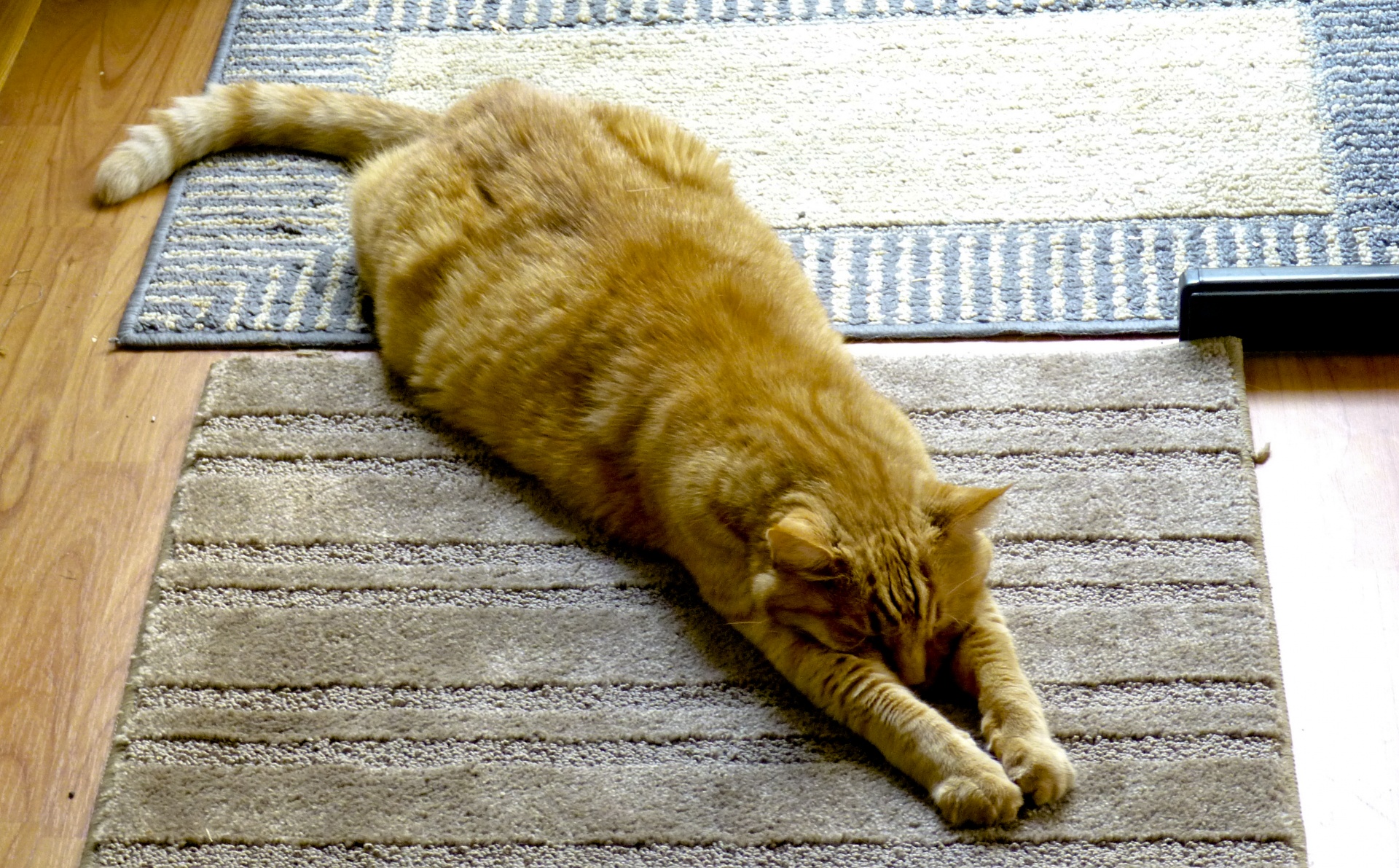 yoga-tabby-cat.jpg