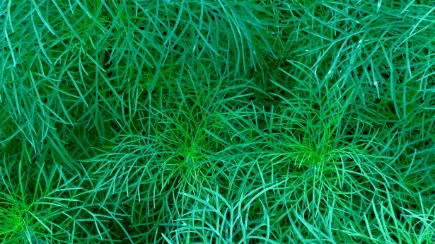 Garden Grass Background Free Stock Photo - Public Domain Pictures