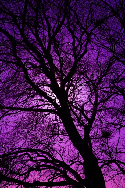 Purple Tree Silhouette Free Stock Photo - Public Domain Pictures