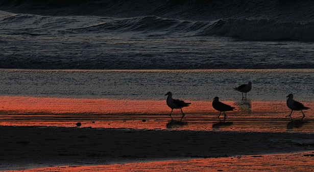 海のサンセットでシルエットの鳥 無料画像 Public Domain Pictures