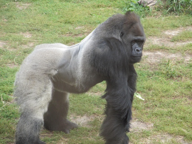 Why Gorillas are so strong?