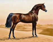 Cavalos árabes em uma barraca