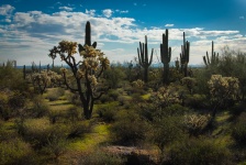 Arizona Desert krajobrazu