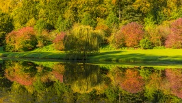 Autumn trees reflection