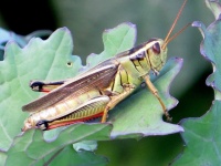 Big Grasshopper in Garden