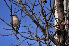 Bird in Bare Tree