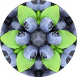 Blueberry circle kaleido