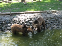 Gli orsi bruni