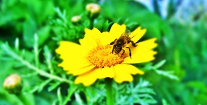 Beschäftigte Biene