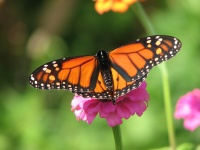 Butterfly on a virág