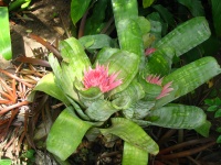 Kaktus kwiat