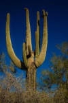 Cactus dans le désert