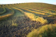 Canola Crop Harvest Farm Lines