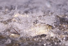 Peixes da carpa na lagoa
