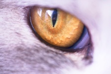 Close up of the yellow cat's eye