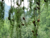 Conuri de pin de conifere