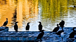 Cormorants on a pier