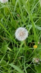 Fleur de pissenlit sur l'herbe