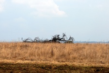Dead tree rubble in veld