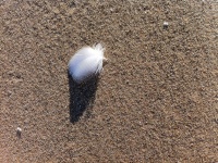 Pluma en una playa