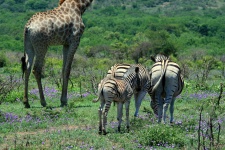 Female Zebra With Foal Following